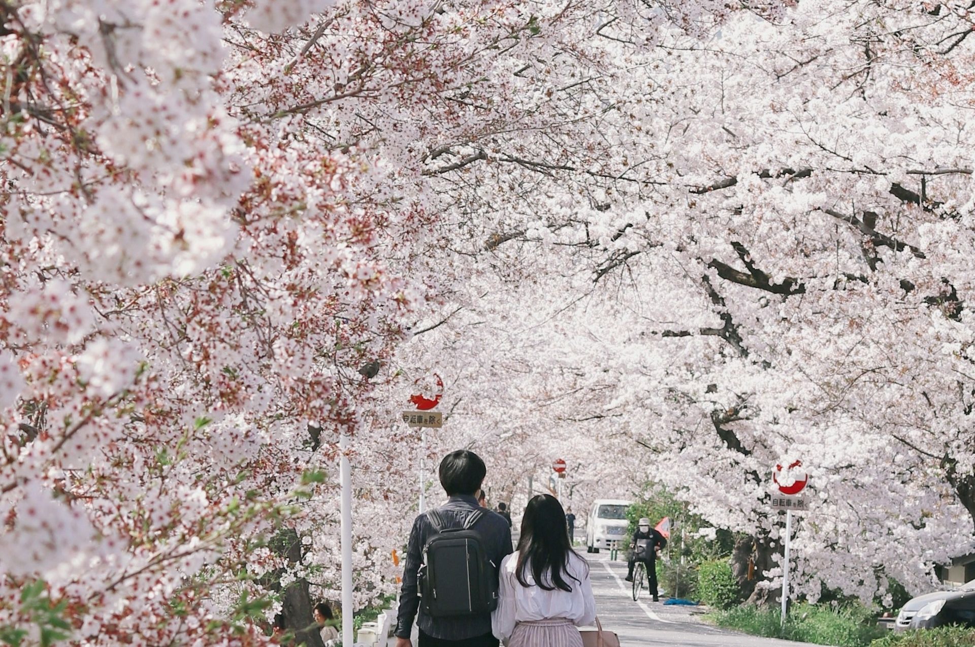 Two people walking through trees with a massive amount of blossoms, entirely covering the vision, like a flower haze—or, in Japanese, hanagasumi
