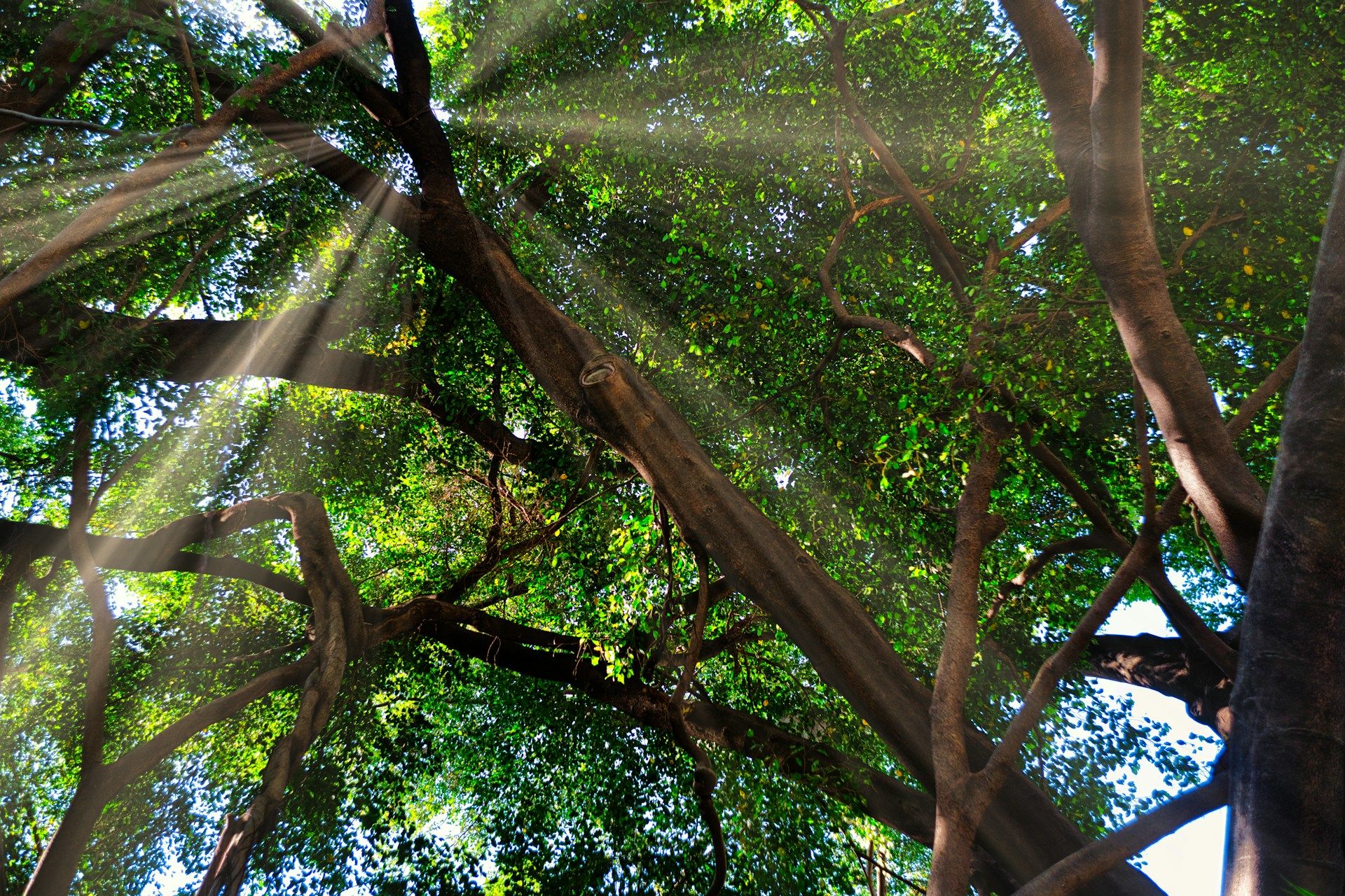 An upaward-facing photograph of sunlight filtering through the leaves of a tree, which is komorebi