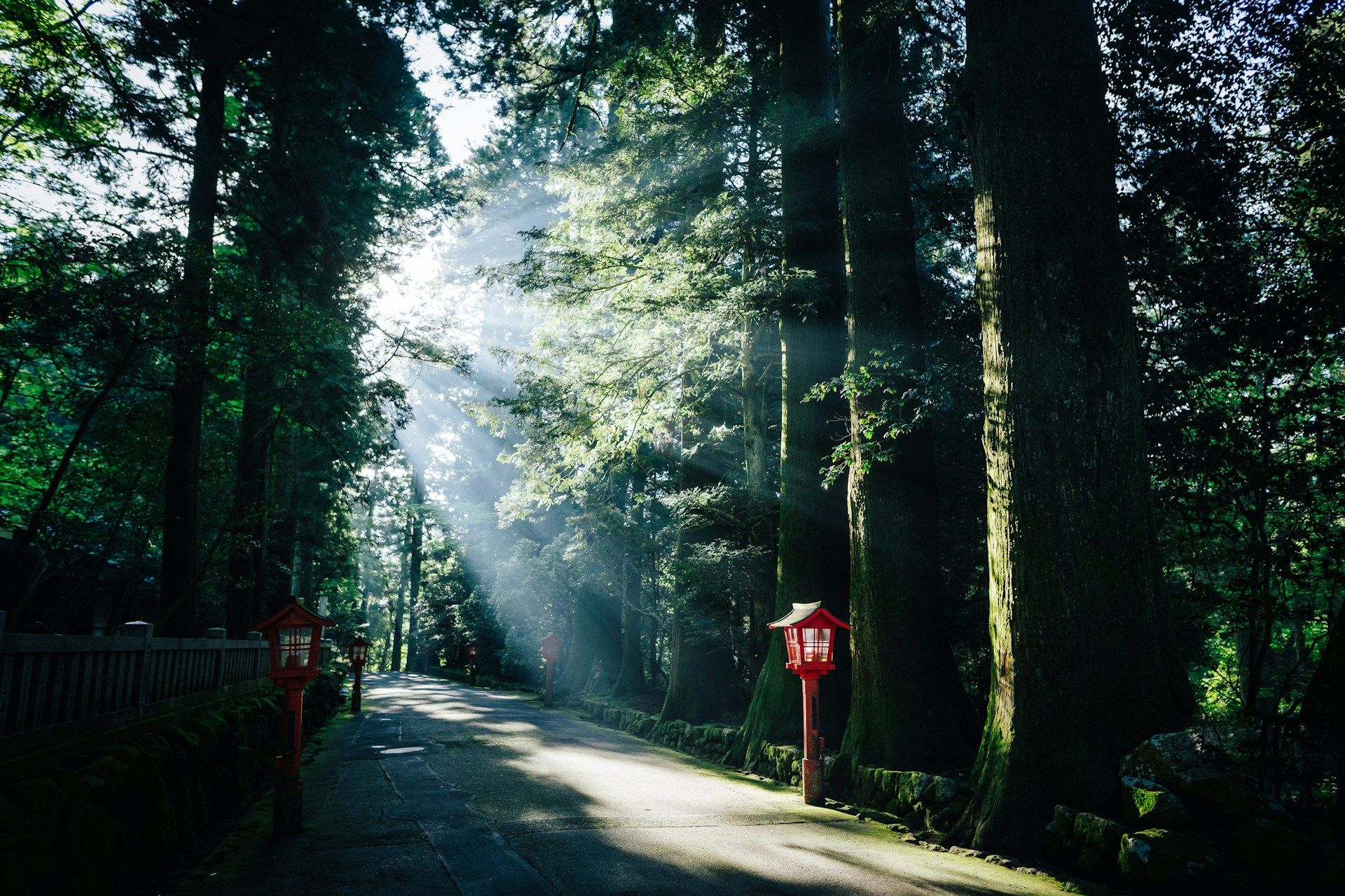 A komorebi-lit road through a forest of towering trees, nothing but you and nature—shinrin-yoku at it's fullest