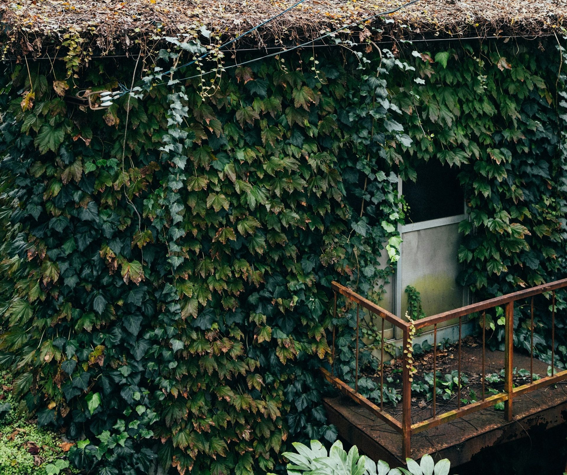 An old shed tucked away under an overgrowth of leaves—weathered and lonely, but beautiful—wabisabi 