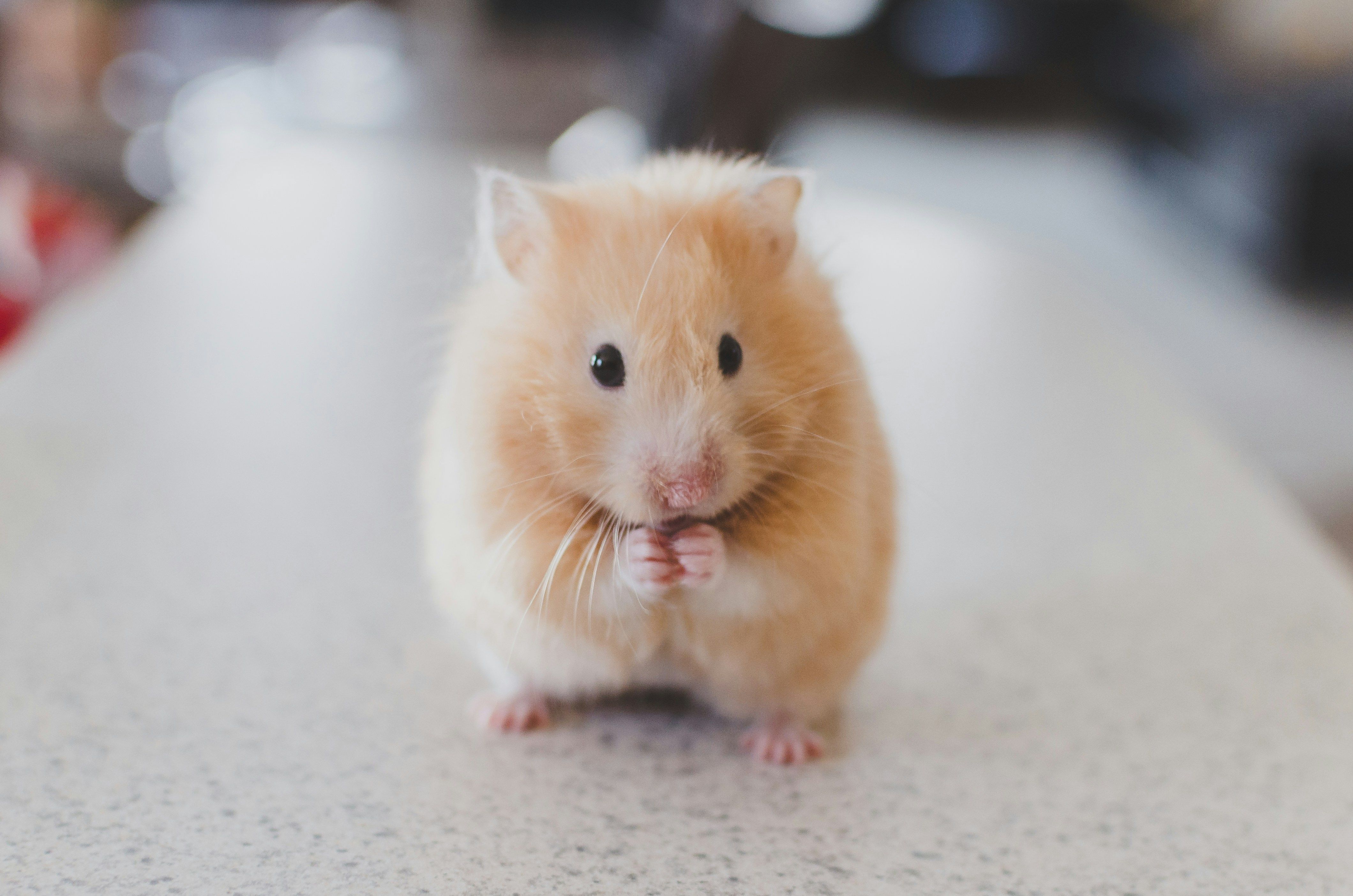 A hamster looking like he's begging (Unsplash: Ricky Kharawala)